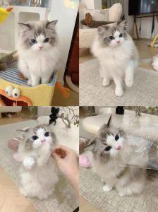 三个月布偶猫青春期，喂幼猫粮，社会化训练，勤梳毛少洗澡，室内养，多陪伴（三个月的布偶猫好养吗）