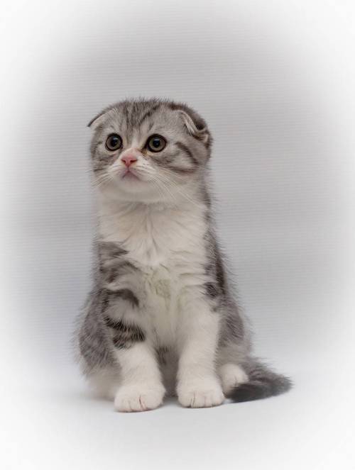 喜爱折耳猫？健康别忽视！（正宗折耳猫图片）