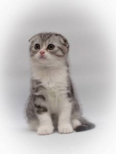 折耳猫可爱但痛苦，了解真相多关爱（折耳猫是什么品种）