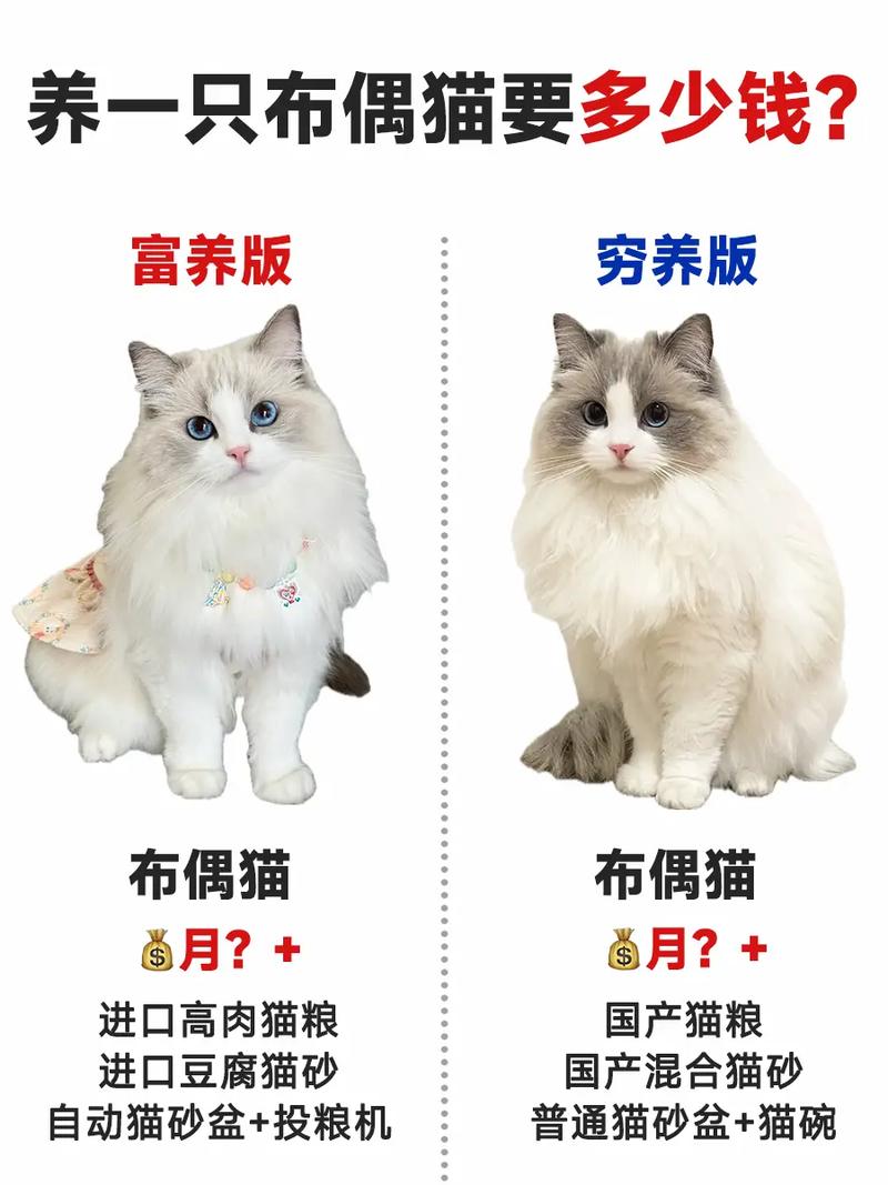 幼猫频喂成猫少喂,营养均衡是关键(布偶猫喂食时间) 幼猫频喂成猫少喂,营养均衡是关键(布偶猫喂食时间)