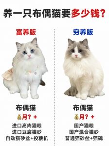 幼猫频喂成猫少喂，营养均衡是关键（布偶猫喂食时间）