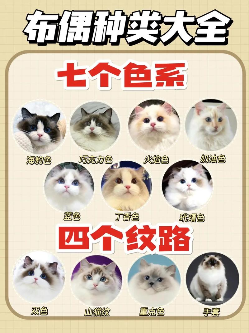 养布偶猫成本高需谨慎(布偶猫为什么不建议养) 养布偶猫成本高需谨慎(布偶猫为什么不建议养)