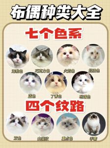 养布偶猫成本高需谨慎（布偶猫为什么不建议养）
