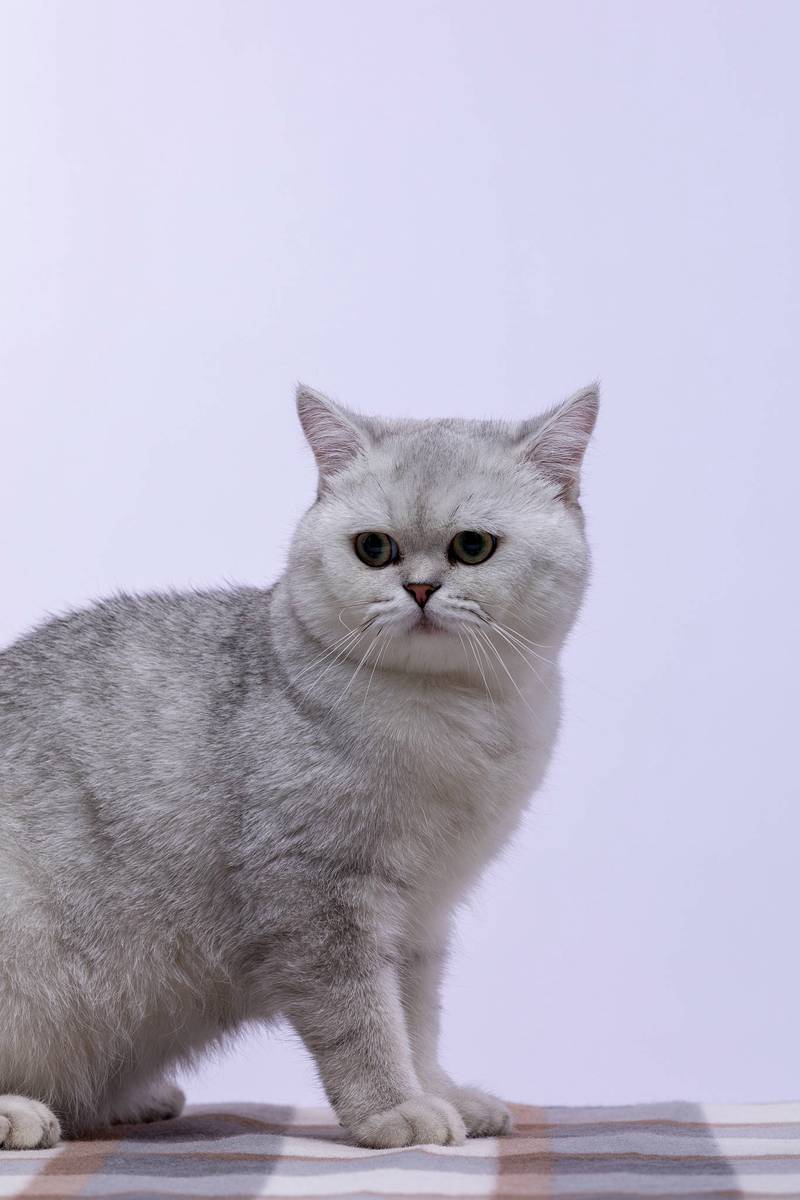 选只适合你的猫咪(短毛猫品种大全图) 选只适合你的猫咪(短毛猫品种大全图)