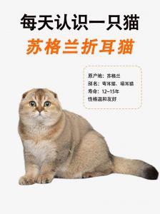 可爱特征与养护须知（折耳猫是什么品种的猫）