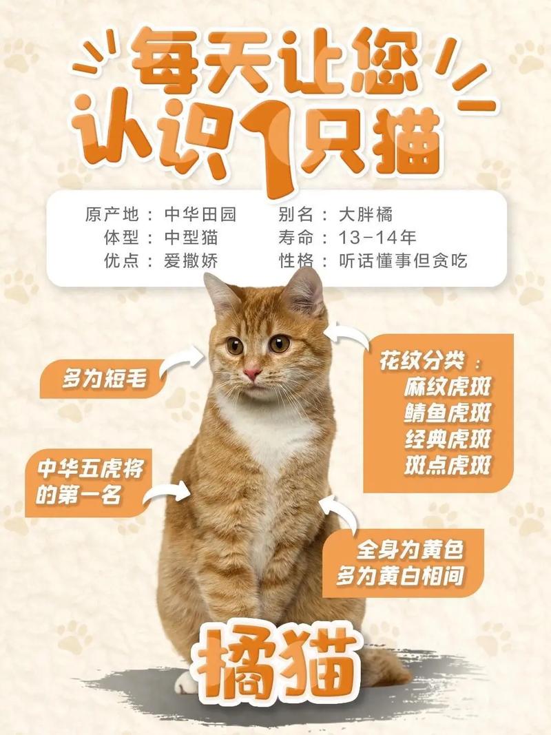 可爱外貌与温顺性格,看它如何成为最佳伴侣(猫咪简介怎么写吸引人) 可爱外貌与温顺性格,看它如何成为最佳伴侣(猫咪简介怎么写吸引人)