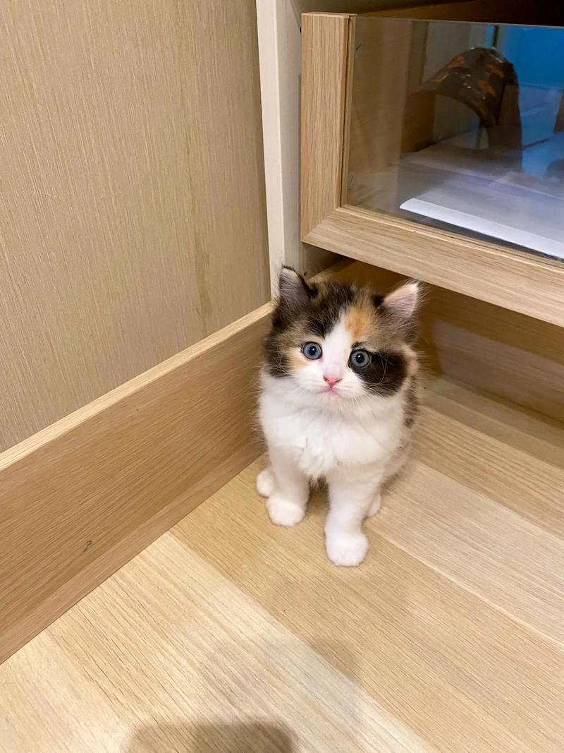 可爱三花猫,温馨宠物,带来欢乐(三花猫图片) 可爱三花猫,温馨宠物,带来欢乐(三花猫图片)