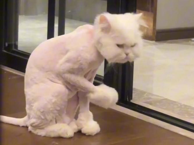 剃猫毛有风险,需谨慎护理(猫咪被剃毛会不高兴吗) 剃猫毛有风险,需谨慎护理(猫咪被剃毛会不高兴吗)