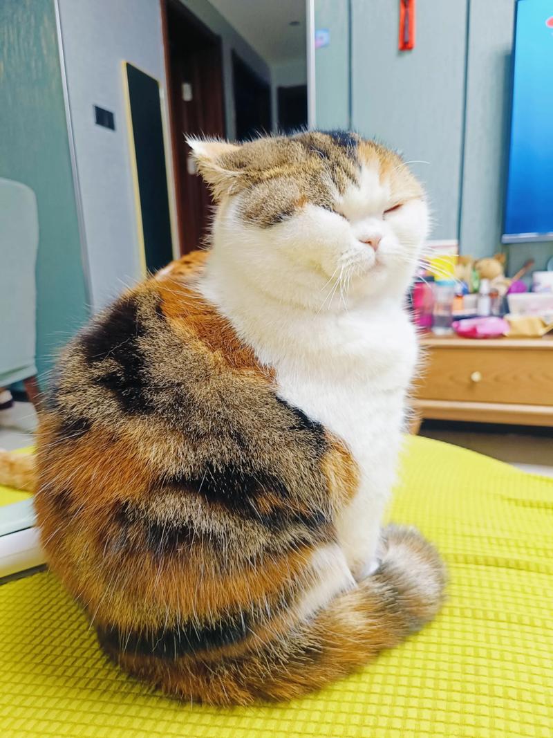 手绘三花猫台历,厚纸撕有仪式感,吉祥又治愈(三花猫台历照片) 手绘三花猫台历,厚纸撕有仪式感,吉祥又治愈(三花猫台历照片)