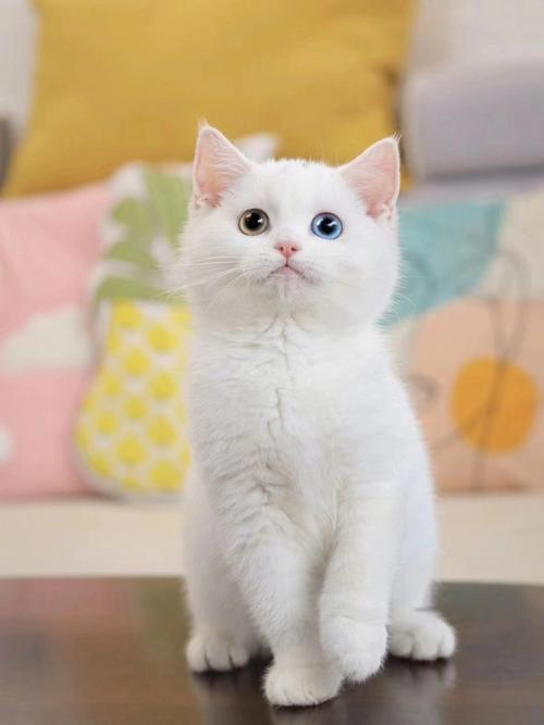 英短温顺,异短扁脸,东短优雅(白色短毛猫猫是什么品种) 英短温顺,异短扁脸,东短优雅(白色短毛猫猫是什么品种)