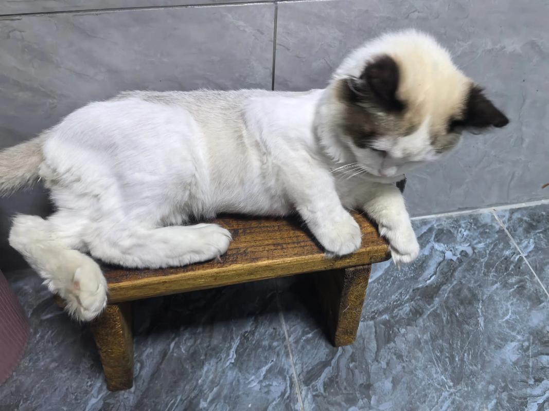 布偶猫毛发护理很重要,别剃毛,梳理好更健康!(布偶猫可以剃毛么) 布偶猫毛发护理很重要,别剃毛,梳理好更健康!(布偶猫可以剃毛么)