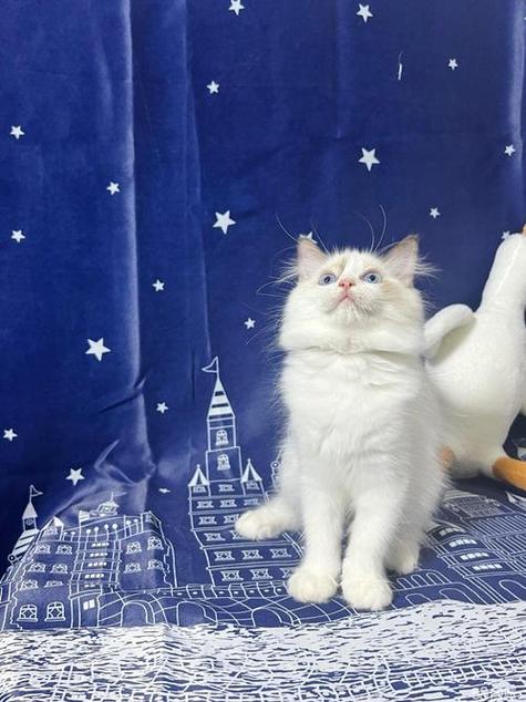 波斯猫瞳孔颜色多变,反映情绪与健康状况(波斯猫瞳孔颜色照片) 波斯猫瞳孔颜色多变,反映情绪与健康状况(波斯猫瞳孔颜色照片)