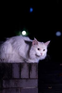 神秘冷漠的温柔守护者（波斯猫掂着它的脚尖）