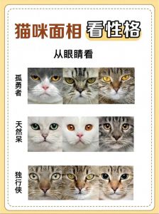 猫咪认主十大表现，看它是否把你当家人！（猫咪认主人的十大表现）
