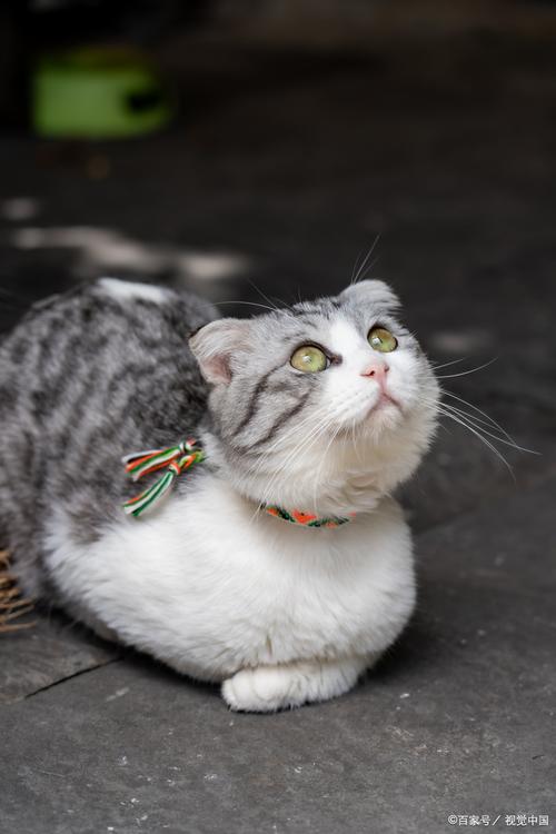 假折耳猫不是纯种猫(什么是假折耳猫) 假折耳猫不是纯种猫(什么是假折耳猫)