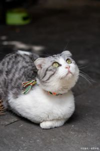 假折耳猫不是纯种猫（什么是假折耳猫）