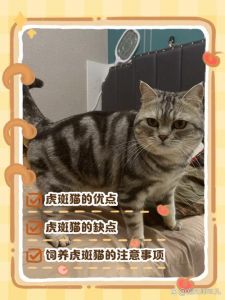 虎斑猫独立又亲人，需理解接纳（虎斑猫的优缺点有哪些）