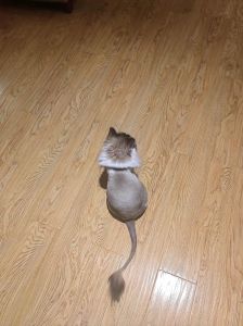 不建议剃猫毛，小心中暑晒伤！（猫咪夏天剃毛好不好）
