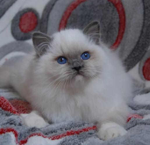 布偶猫价格差异大,颜色血统影响大(布偶猫什么颜色最贵) 布偶猫价格差异大,颜色血统影响大(布偶猫什么颜色最贵)