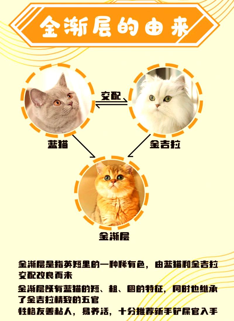 优雅活泼,忠诚独立(金渐层猫的优点和缺点) 优雅活泼,忠诚独立(金渐层猫的优点和缺点)