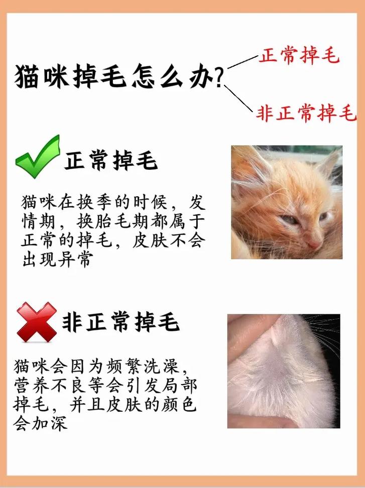 梳猫防掉毛,养猫好帮手(猫咪掉毛怎么办最有效的方法) 梳猫防掉毛,养猫好帮手(猫咪掉毛怎么办最有效的方法)