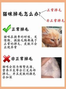 梳猫防掉毛，养猫好帮手（猫咪掉毛怎么办最有效的方法）