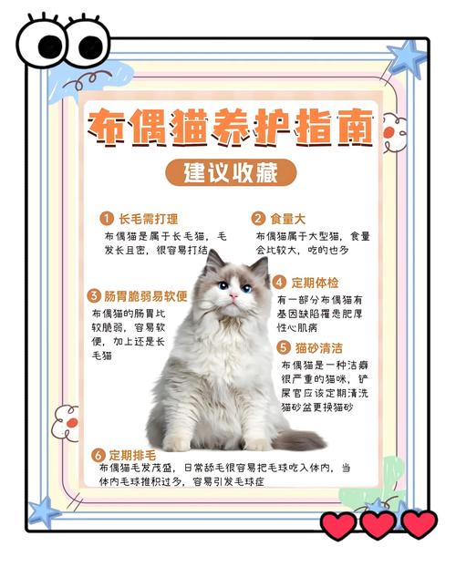 养布偶猫要注意这几点,科学爱猫远离烦恼(养布偶猫十大禁忌) 养布偶猫要注意这几点,科学爱猫远离烦恼(养布偶猫十大禁忌)