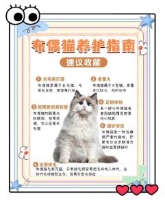 养猫好处多，也有风险要注意（女人养猫的好处与坏处）