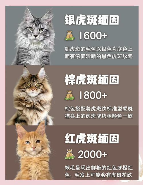 缅因猫颜色价格差异大,浅银最贵超3万!(缅因猫什么颜色最贵) 缅因猫颜色价格差异大,浅银最贵超3万!(缅因猫什么颜色最贵)