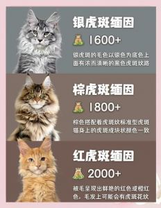 缅因猫颜色价格差异大，浅银最贵超3万！（缅因猫什么颜色最贵）
