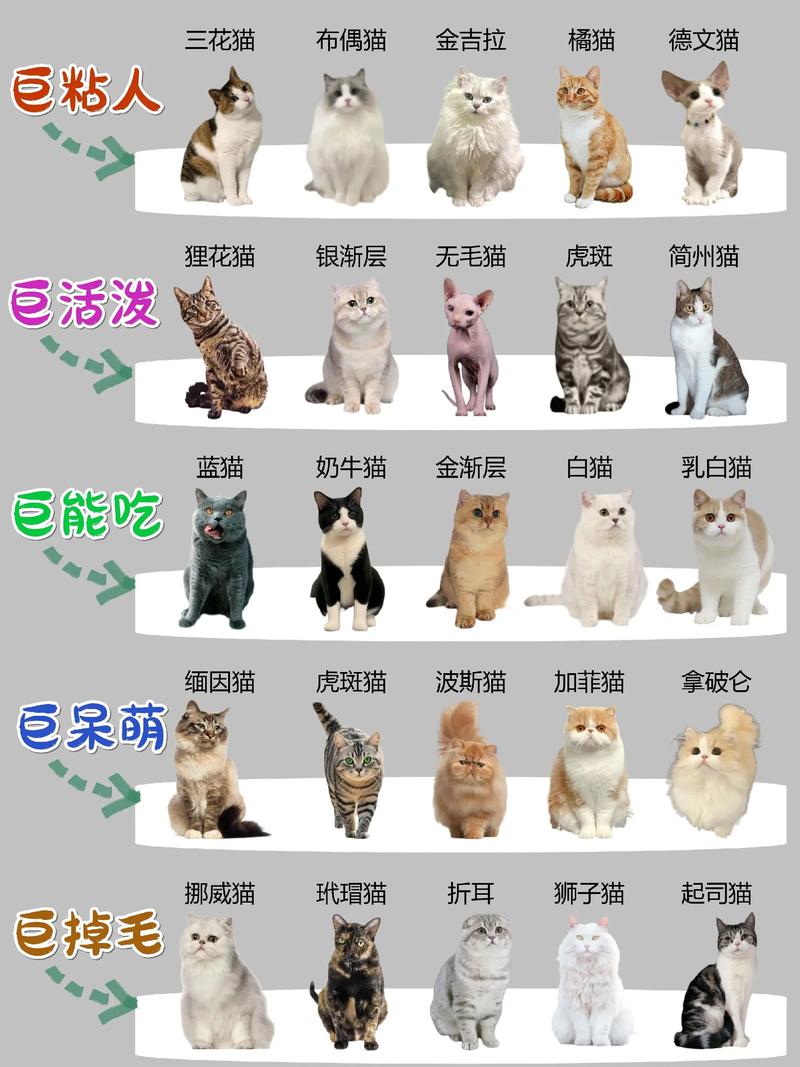 温顺到优雅,总有一款适合你(宠物猫的品种大全排行) 温顺到优雅,总有一款适合你(宠物猫的品种大全排行)