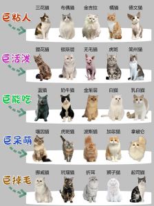 温顺到优雅，总有一款适合你（宠物猫的品种大全排行）