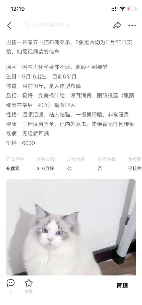 布偶猫价格差异大,低价猫或有健康隐患(猫布偶多少钱一只) 布偶猫价格差异大,低价猫或有健康隐患(猫布偶多少钱一只)
