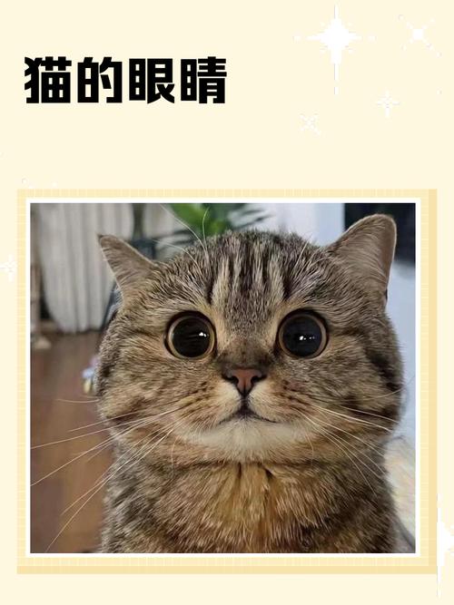 白猫中的独特风景(眼睛不一样的猫图片) 白猫中的独特风景(眼睛不一样的猫图片)