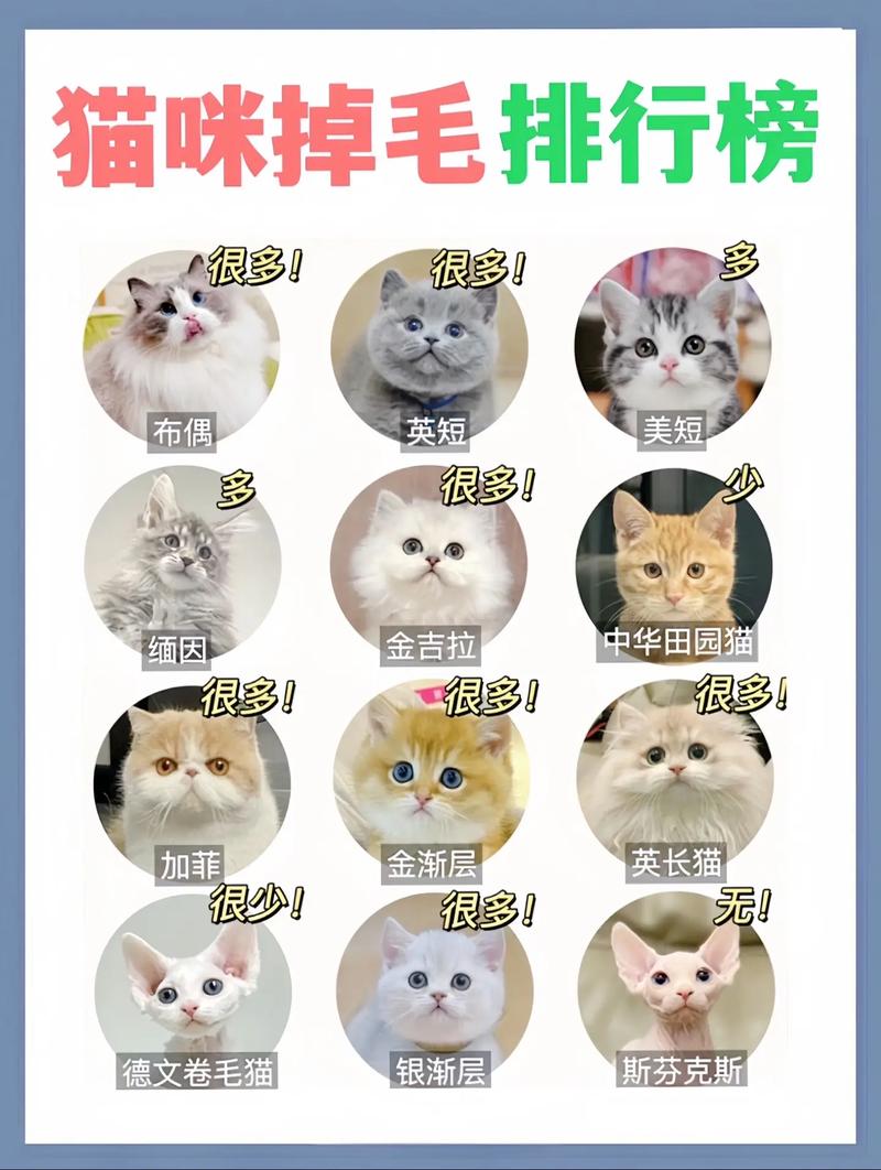 猫咪换季掉毛多?营养压力都可能导致,看这里!(猫咪啥时候换毛) 猫咪换季掉毛多?营养压力都可能导致,看这里!(猫咪啥时候换毛)