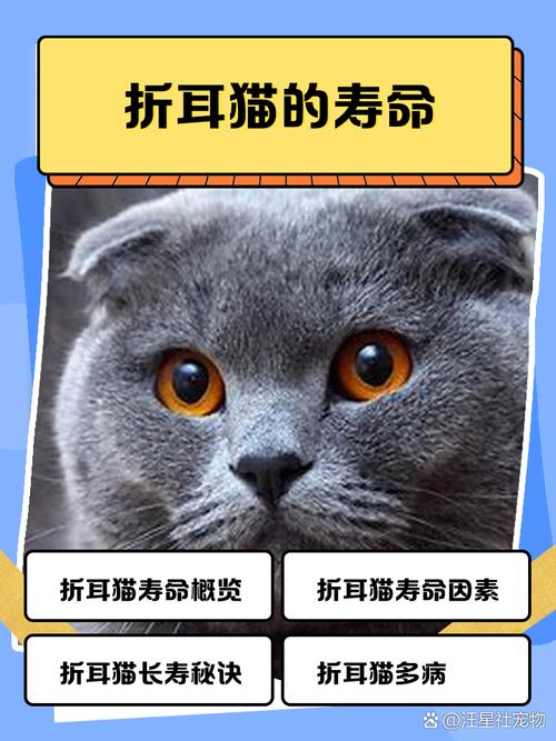 折耳猫寿命10-15年,注意关节健康多呵护(梨花折耳猫能活几年) 折耳猫寿命10-15年,注意关节健康多呵护(梨花折耳猫能活几年)