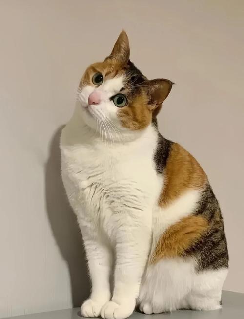 独特外表与性格的完美结合(三花猫的眼睛一般是什么颜色) 独特外表与性格的完美结合(三花猫的眼睛一般是什么颜色)