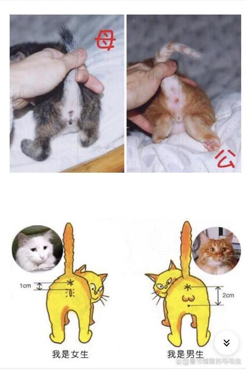 曼基康猫悠米性别之谜，猫品种性格大（米猫是公的还是母的）