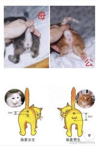 曼基康猫悠米性别之谜，猫品种性格大（米猫是公的还是母的）