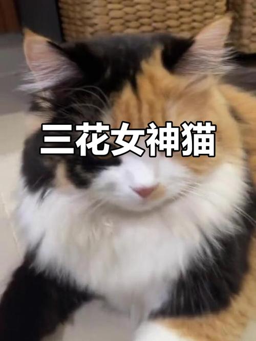 独特拼色美,性格也甜美!(三花猫为什么是猫界美女) 独特拼色美,性格也甜美!(三花猫为什么是猫界美女)