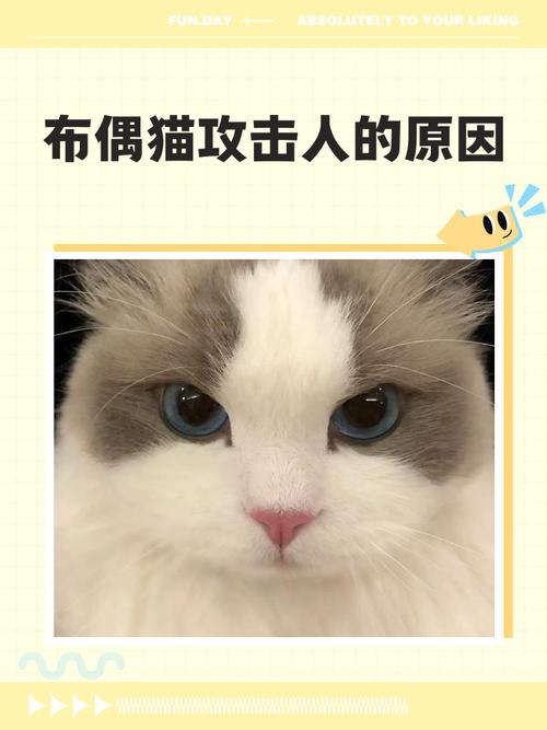 猫咪攻击怎么办?了解原因,正确互动防冲突(布偶猫老想攻击我为什么) 猫咪攻击怎么办?了解原因,正确互动防冲突(布偶猫老想攻击我为什么)