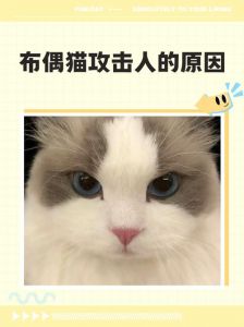 猫咪攻击怎么办？了解原因，正确互动防冲突（布偶猫老想攻击我为什么）