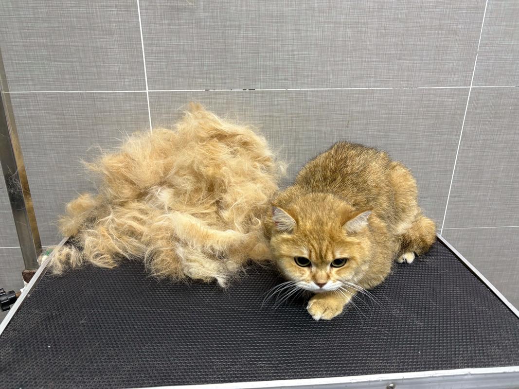 猫咪除浮毛,多久梳一次?(猫咪多久除一次浮毛) 猫咪除浮毛,多久梳一次?(猫咪多久除一次浮毛)
