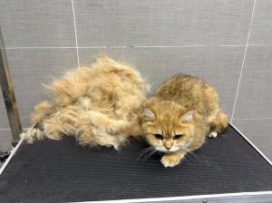 猫咪除浮毛，多久梳一次？（猫咪多久除一次浮毛）