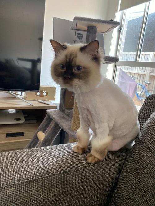 胖橘剃毛一个月新毛长齐,快慢因猫种(猫剃毛一个月后样子) 胖橘剃毛一个月新毛长齐,快慢因猫种(猫剃毛一个月后样子)