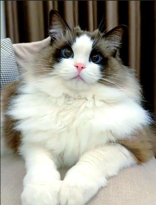 布偶猫温顺好养,日常打理有妙招(猫中贵族布偶猫) 布偶猫温顺好养,日常打理有妙招(猫中贵族布偶猫)