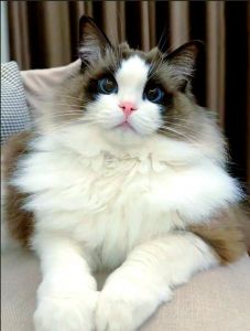 布偶猫温顺好养，日常打理有妙招（猫中贵族布偶猫）