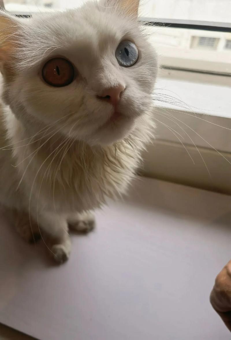 天生一对不一样?(猫两只眼睛颜色不一样是什么猫) 天生一对不一样?(猫两只眼睛颜色不一样是什么猫)