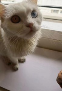 天生一对不一样？（猫两只眼睛颜色不一样是什么猫）