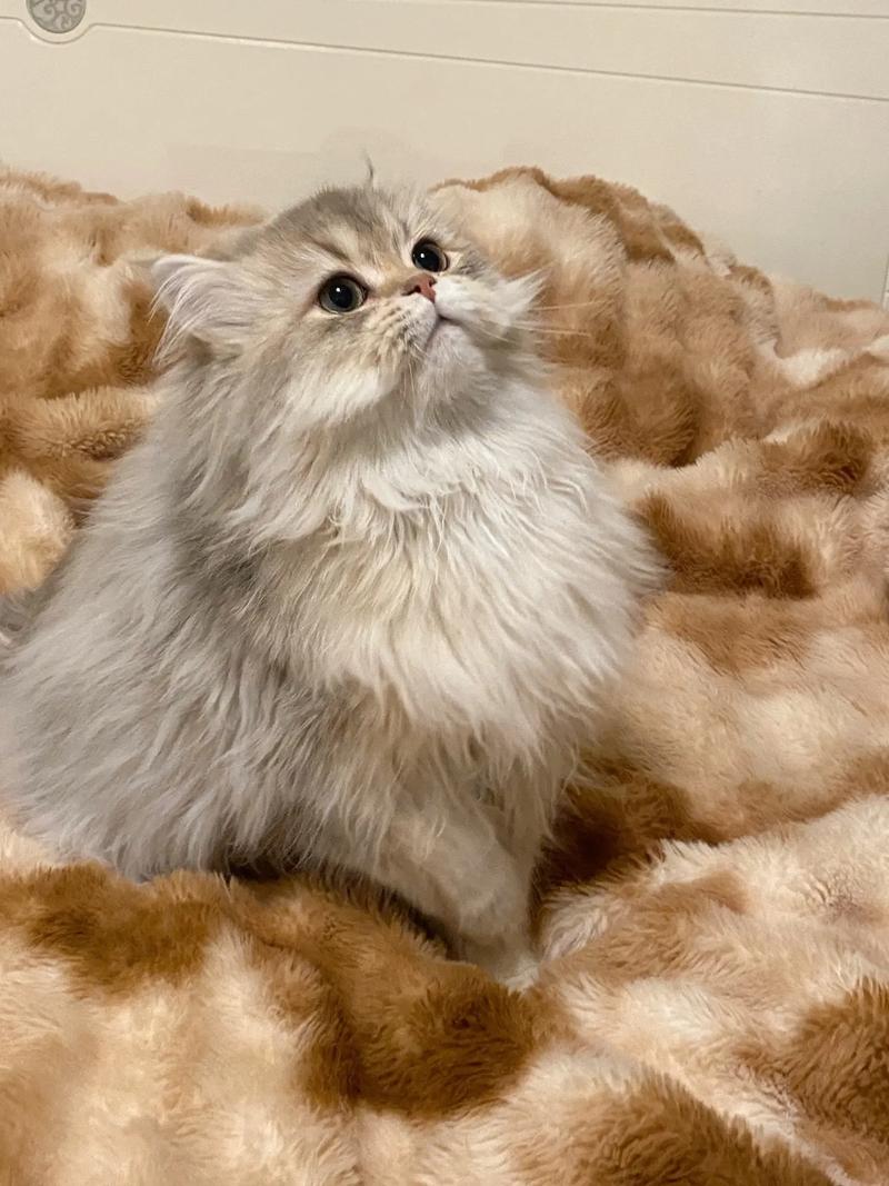 贵族猫咪,温顺美丽,养护需用心(金吉拉算不算贵族猫) 贵族猫咪,温顺美丽,养护需用心(金吉拉算不算贵族猫)